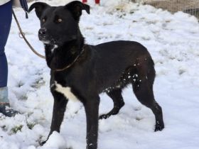 Energiebündel Divan sucht aktive Familie