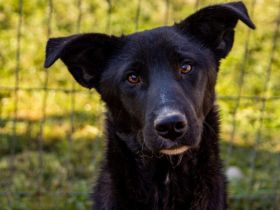 Energiebündel Divan sucht aktive Familie