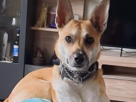 Aluna (jetzt Luna) sucht das passende zu Hause