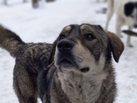 Aufgeweckter Nabaro sucht seine Familie!