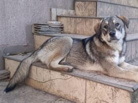 Aufgeweckter Nabaro sucht seine Familie!