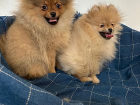 Pomeranian Zwergspitz Welpen