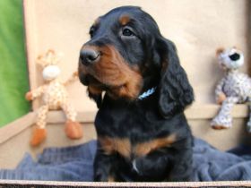 Gordon Setter Welpen mit Papieren