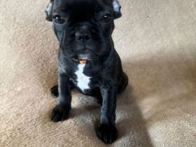 Französiche Bulldogen