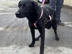 Traumschöner Kovu sucht Zuhause