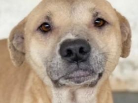 Coco, geb. ca. 07/2022, lebt in GRIECHENLAND, auf einer privaten Pflegestelle