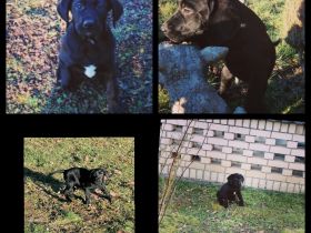 Labrador, Braun, schwarz,DK
