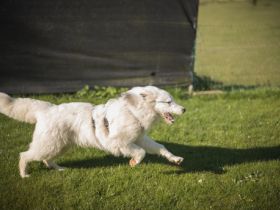 Wer schenkt Elliot ein Zuhause?
