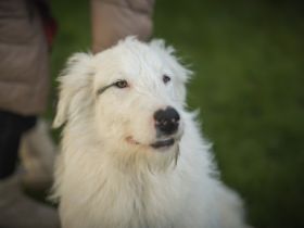 Wer schenkt Elliot ein Zuhause?