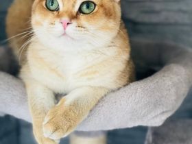 Deckkater bkh Black Golden Shaded