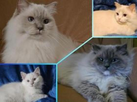 Ragdoll von Horadolls