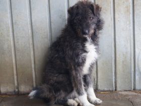 Spielfreudiger Cisco sucht seinen Herzensmenschen