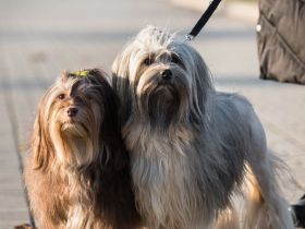 Wurfplanung Löwchenwelpen/Planned puppies