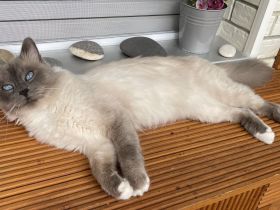 Heilige Birma Deckkater