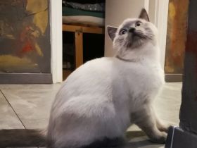BKH - Hallo Welt! Ich bin der Letzte aus dem Körbchen... suchst du mich? 🐾