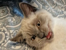 BKH  nur letzte Mädchen Molly 🤩🤩🤩 🤩🤩