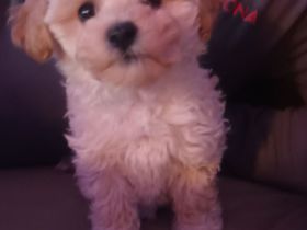 Maltipoo welpen (Rüde)