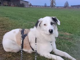 Wer schenkt Tapio ein Zuhause?