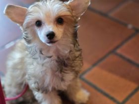 Chinesischer Schopfhund Powderpuff Welpe Hündin