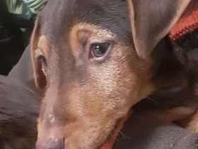 1kleiner Rüde sucht noch sein Körbchen