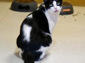 Stacy - eine ganz wunderbare liebe Katze