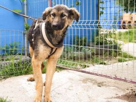 Cosima braucht deine Hilfe