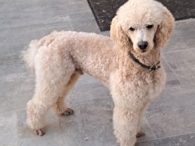 Pudel Deckrüde 45cm