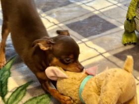 Reinrassiger Russkiy Toy Terrier - liebevolles Zuhause gesucht