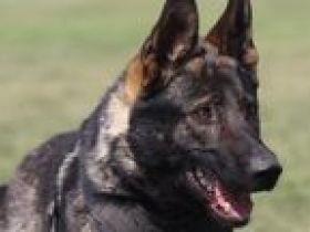 Hanni sucht neues zu Hause