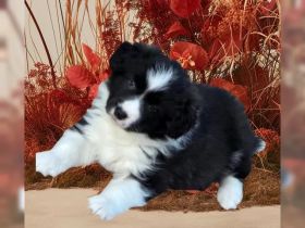 Wunderschöne Border Collie welpen