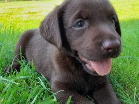 ** Schokobraune reinrassige Labrador Welpen aus Hausaufzucht ** Hund Welpe Weibchen + Rüde