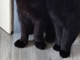 2 schwarze Kater