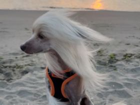 Deckrüde Chinese Crested / Schopfhund, reinrassig, hairless.