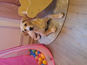 Dalmatiner/Labrador geb.5.10.24