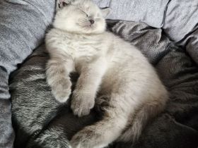 BKH 🐈‍⬛🥰Süße und wunderschöne Kätzchen,