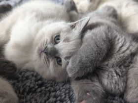 BKH 🐈‍⬛🥰Süße und wunderschöne Kätzchen, drei  Mädchen und zwei Jungen