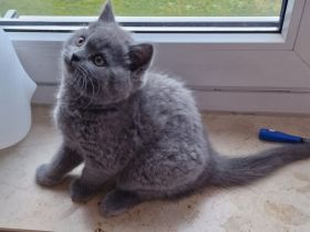 BKH 🐈‍⬛🥰Süße und wunderschöne Kätzchen, vier Mädchen und zwei Jungen