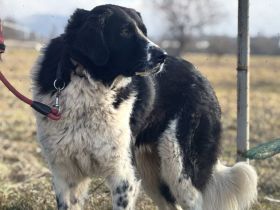 freundlicher Jules sucht ein XL-Körbchen