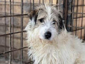 Ylvi sucht ihren Platz im Leben!