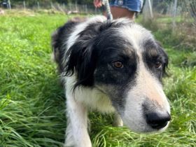 Wer gibt der entzückenden Alice eine Chance?