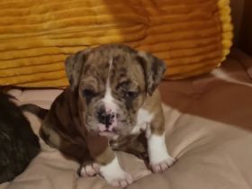 Hundewelpen zu verkaufen