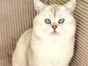 Deckkater Stammbaum blauen Augen BKH Farbe seal-silver-shaded-point ns 11-33