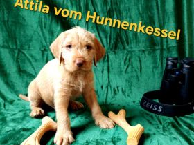 Magyar Vizsla Drahthaar Welpen, unser A-Wurf "vom Hunnenkessel"