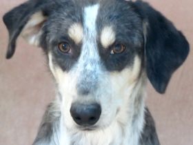 Aiden, männlicher Mischling