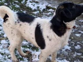 Traumhund Hattie sucht ihre Familie