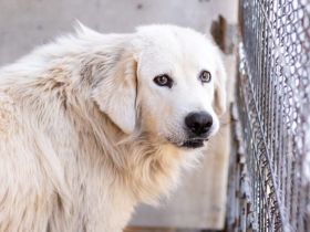 Eisbär Soul sucht erfahrenes Zuhause