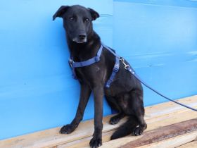 Lasse - black and beauty