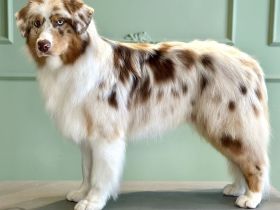 Deerlands Celebration Time