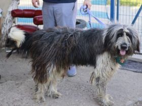 Freundlicher Riese Schröder sucht Friseur ;)