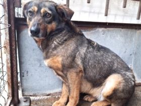 Hallo, ich bin Kuki und suche ein einfühlsames Zuhause.